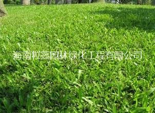 大葉圖片/大葉樣板圖 (2)