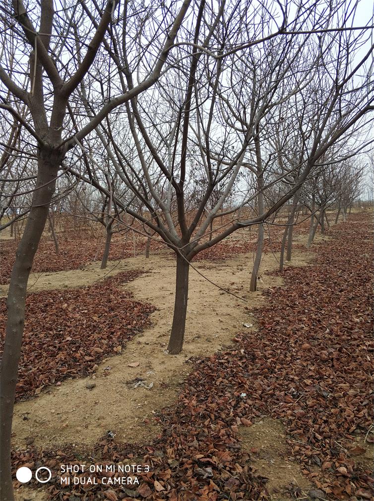 低价处理黄栌 山东黄栌种植基地 低价批发图片