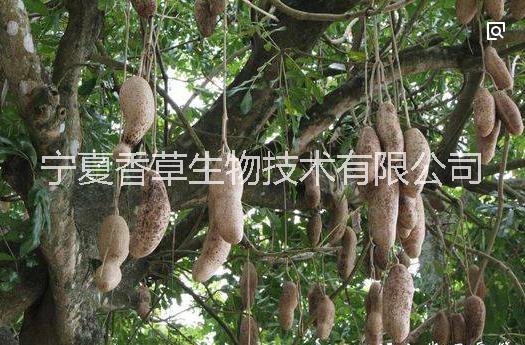 豐麗果提取物圖片/豐麗果提取物樣板圖 (2)