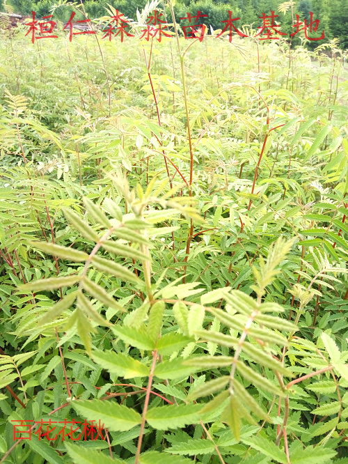 花楸圖片/花楸樣板圖 (4)