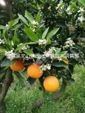 云南臍橙苗專業(yè)廠家 優(yōu)質(zhì)臍橙苗批發(fā)