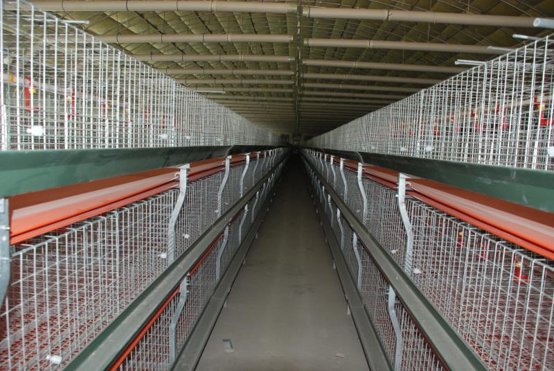 肉雞籠圖片/肉雞籠樣板圖 (1)