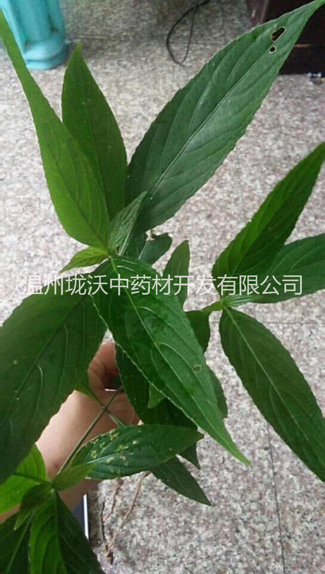 野生菜头肾 菜头肾种苗 土太子参 温七肾 温州特有 雁荡山原产地 肝肾双补 补肾养阴图片