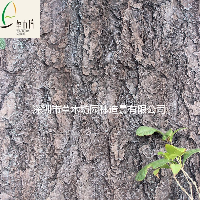 樹皮圖片/樹皮樣板圖 (1)