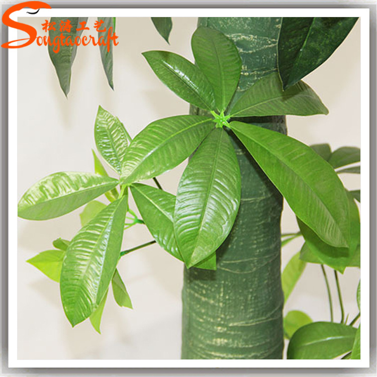 發(fā)財(cái)樹(shù)圖片/發(fā)財(cái)樹(shù)樣板圖 (2)