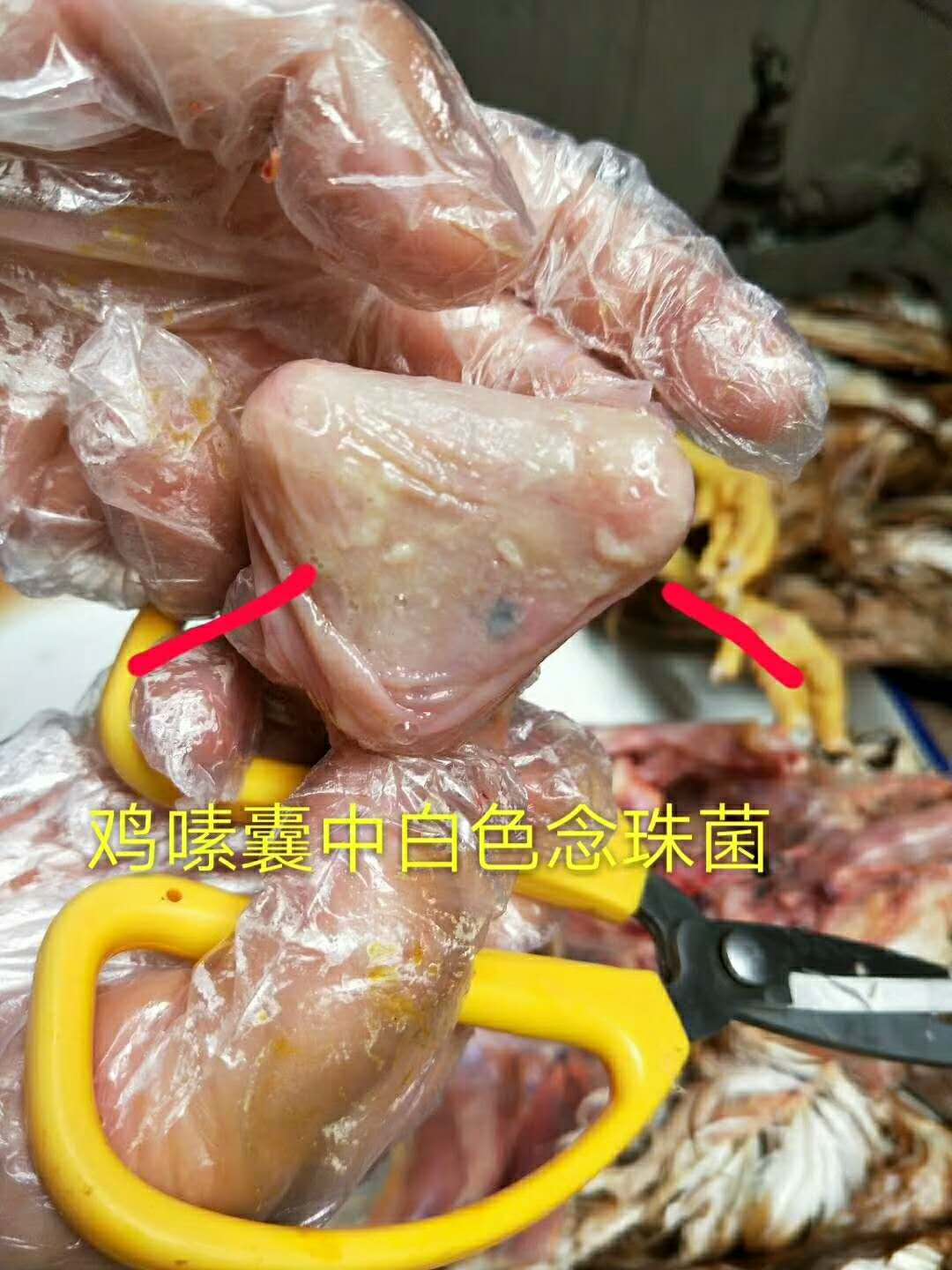 料中寶，胃康靈，河南陽光，霉菌圖片/料中寶，胃康靈，河南陽光，霉菌樣板圖 (3)