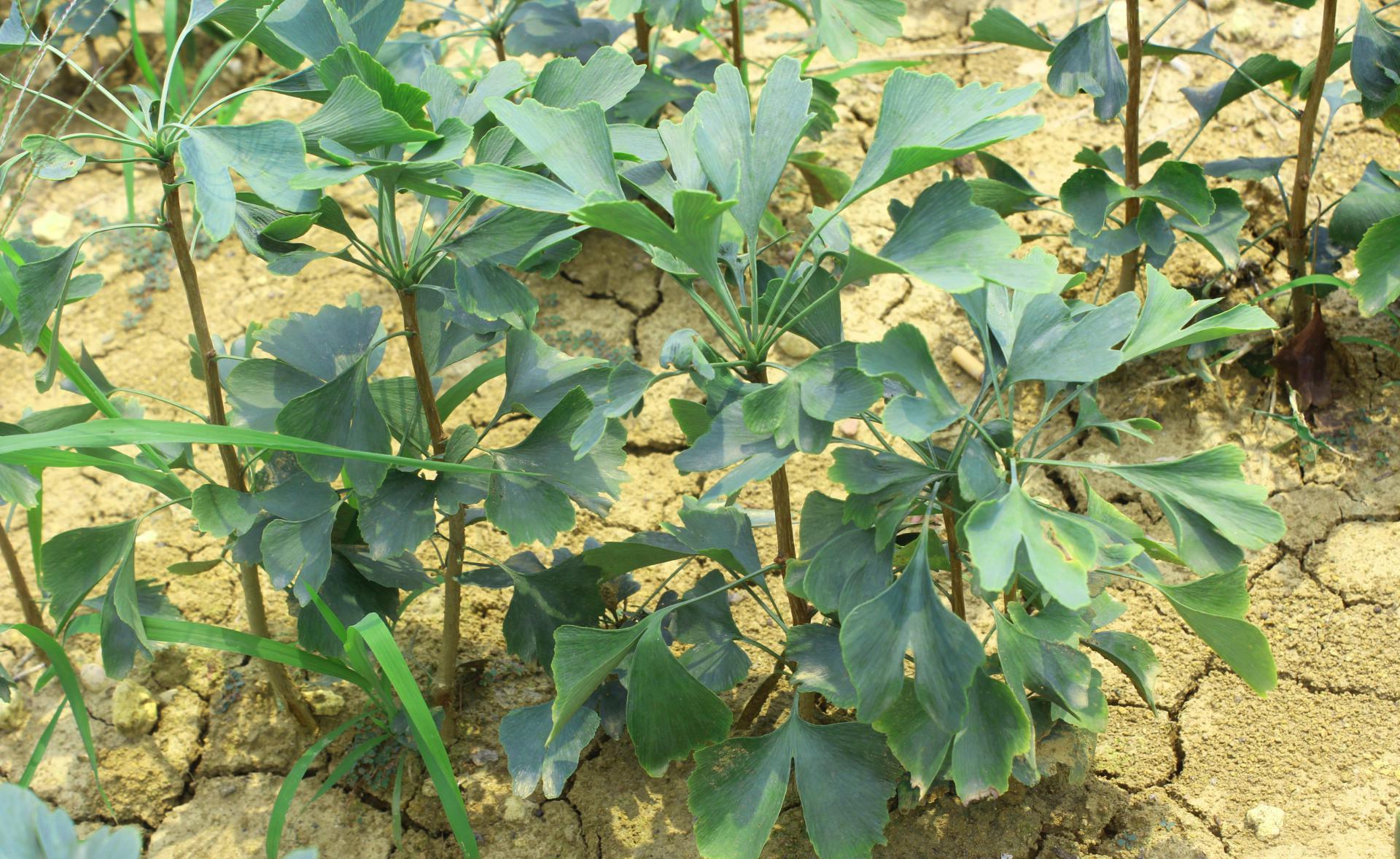 銀杏苗圖片/銀杏苗樣板圖 (3)