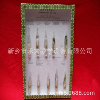 植物標本圖片/植物標本樣板圖 (1)