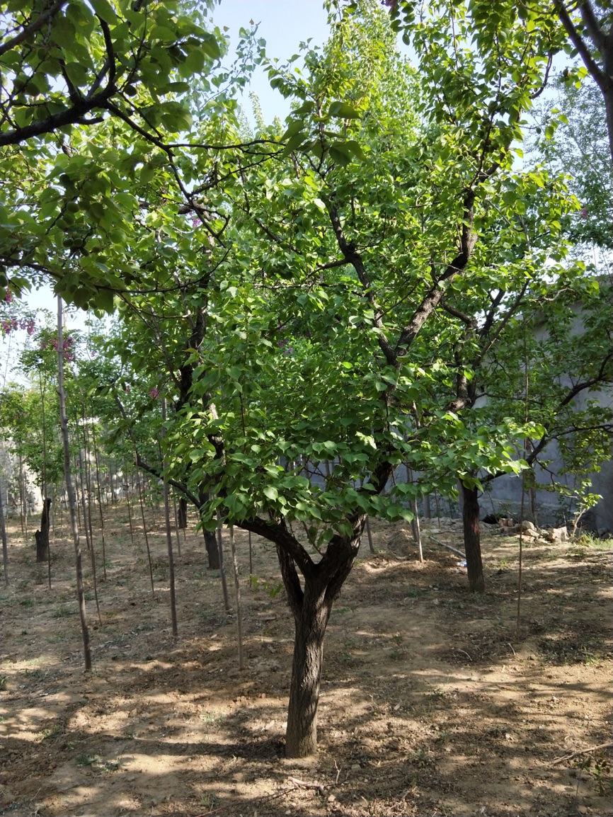 泰安市皂角厂家山东皂角种植基地直销价格