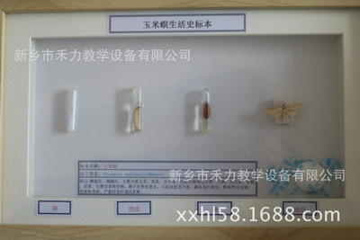 玉米螟標本圖片/玉米螟標本樣板圖 (1)