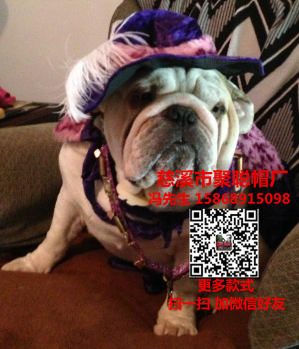 寵物用品寵物圖片/寵物用品寵物樣板圖 (1)