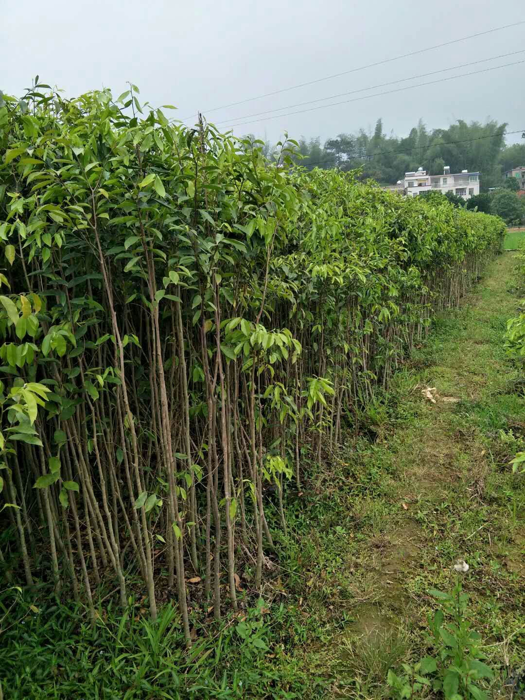 白木香圖片/白木香樣板圖 (2)