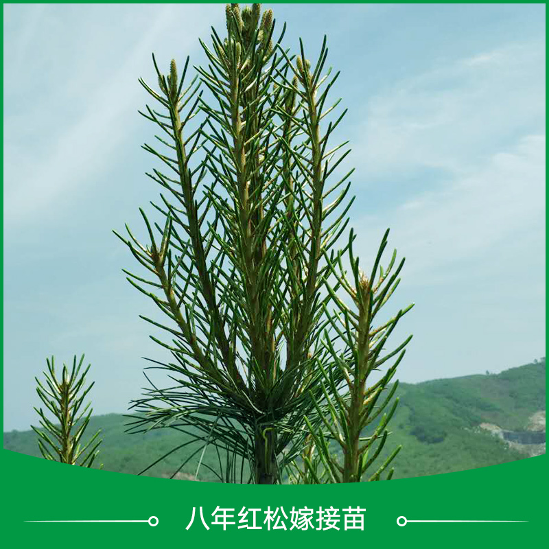 遼寧紅松大苗批發(fā)商 *