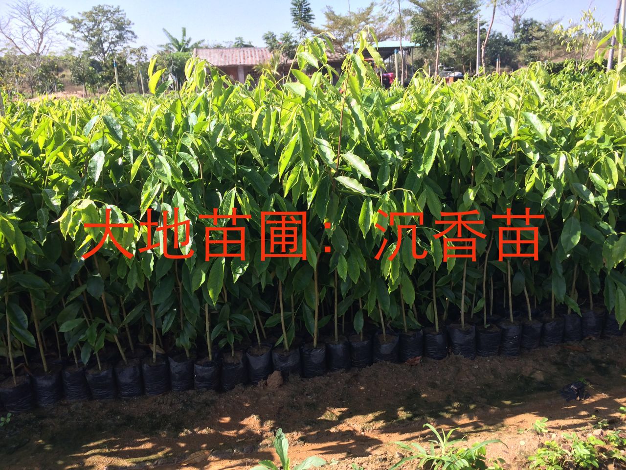 福建沉香圖片/福建沉香樣板圖 (3)