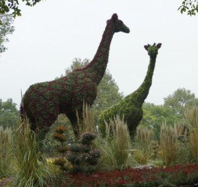 長頸鹿圖片/長頸鹿樣板圖 (2)