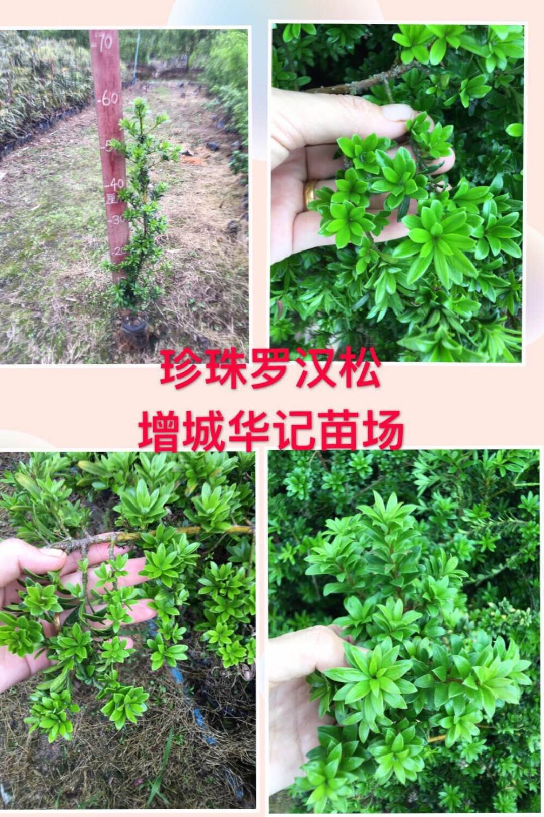 珍珠羅漢松苗，珍珠羅漢松圖片