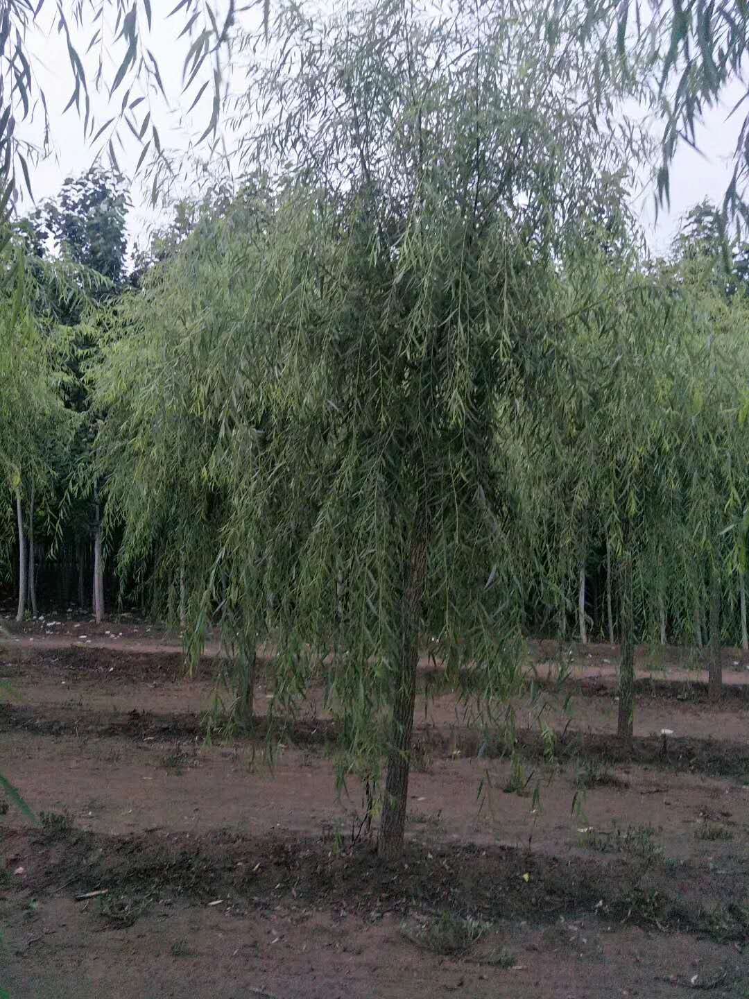 垂柳圖片/垂柳樣板圖 (2)