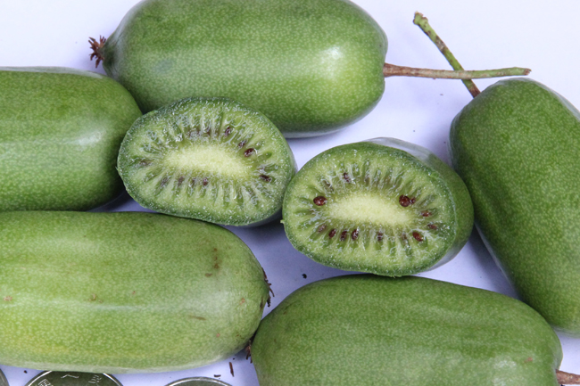 獼猴桃苗圖片/獼猴桃苗樣板圖 (3)