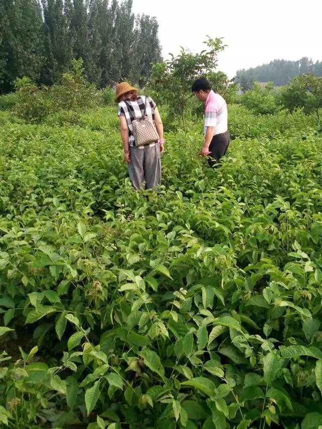 核桃苗怎么种植