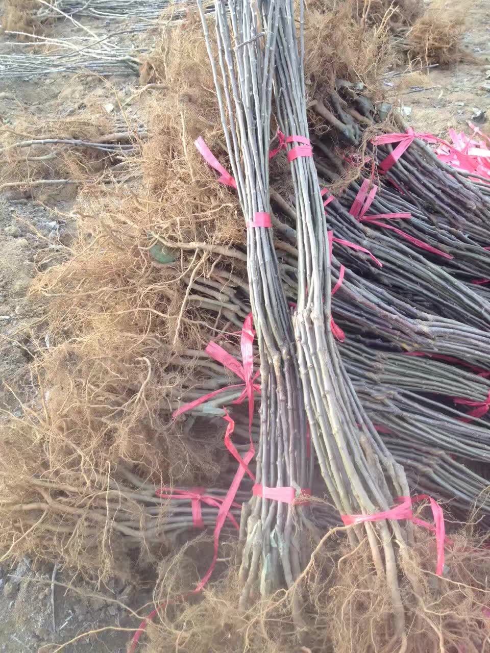 蘋果苗哪里有，品種齊全，價格優(yōu)惠圖片/蘋果苗哪里有，品種齊全，價格優(yōu)惠樣板圖 (3)