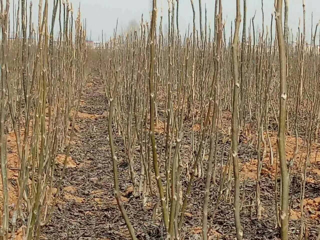 核桃苗怎么种植厂家核桃苗怎么种植