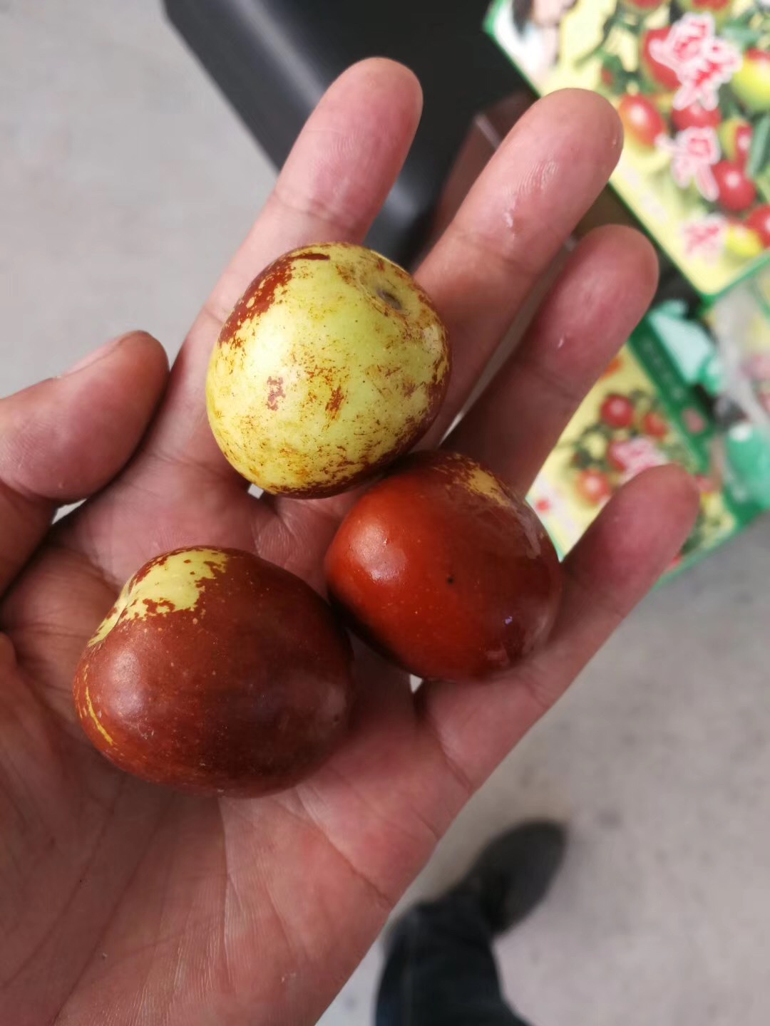 棗樹苗圖片/棗樹苗樣板圖 (1)