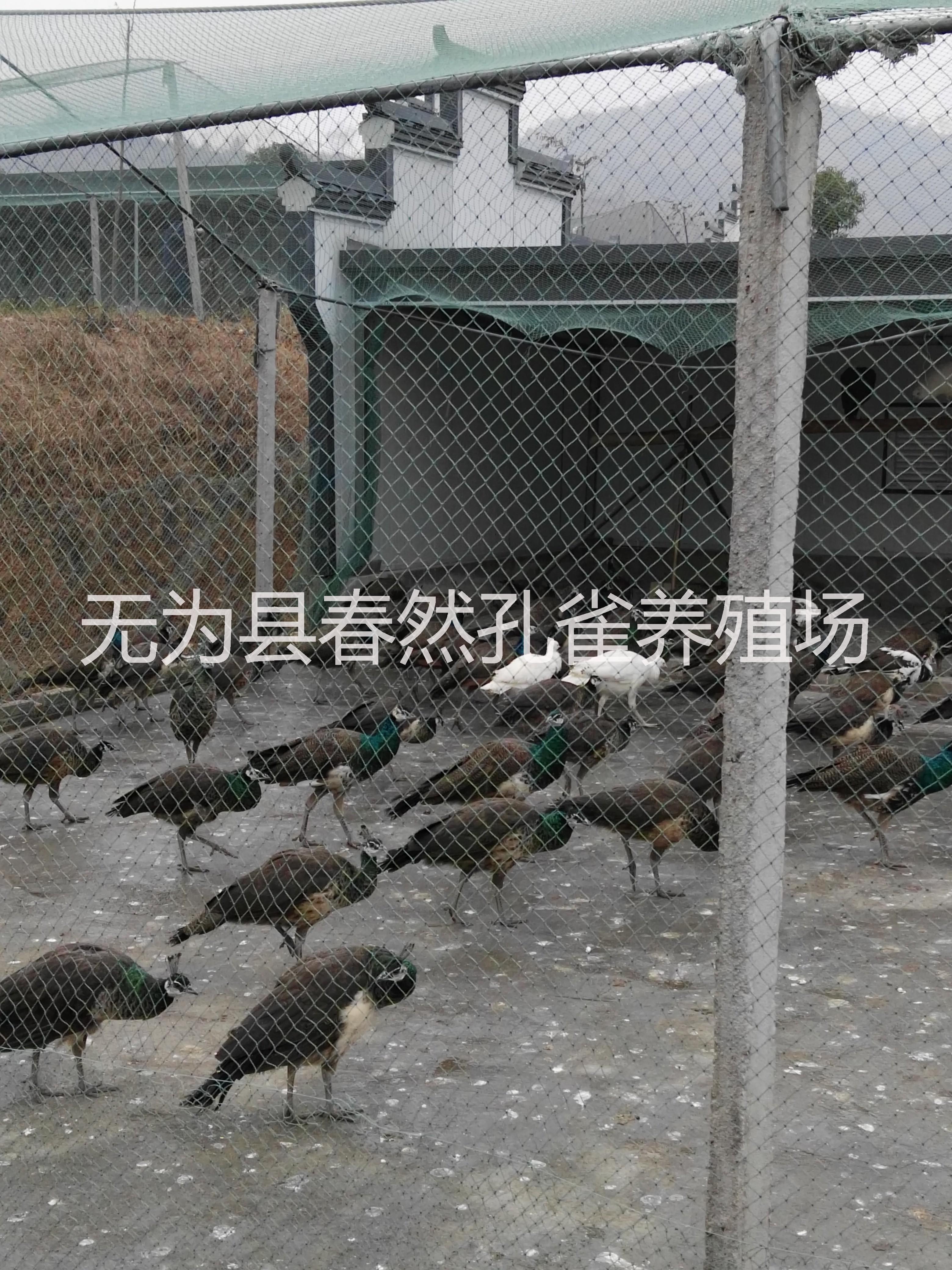 藍(lán)孔雀圖片/藍(lán)孔雀樣板圖 (2)