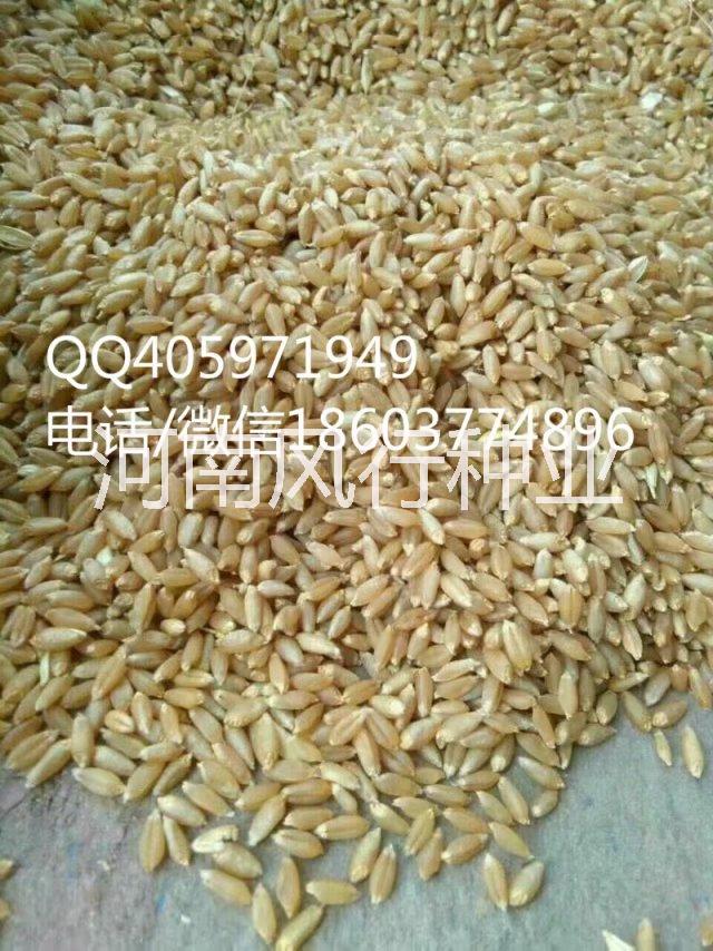 小麥種子圖片/小麥種子樣板圖 (4)