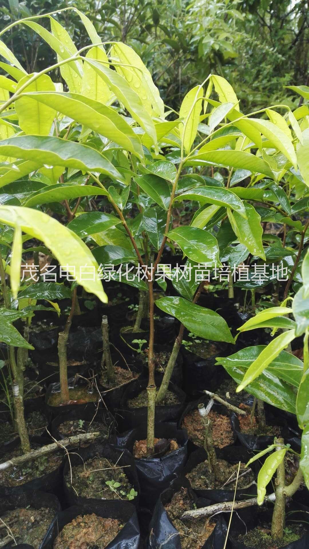 *奇楠沉香嫁接小苗