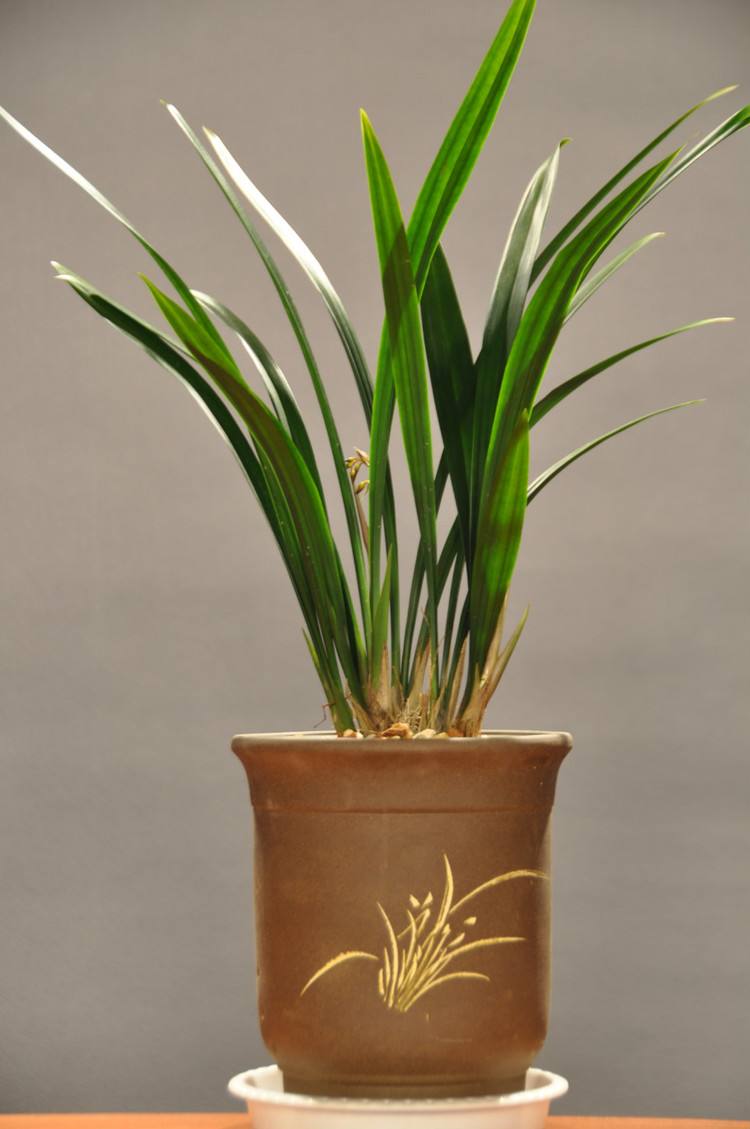 經(jīng)濟(jì)金融類期刊*財(cái)務(wù)官雜志怎么投稿？