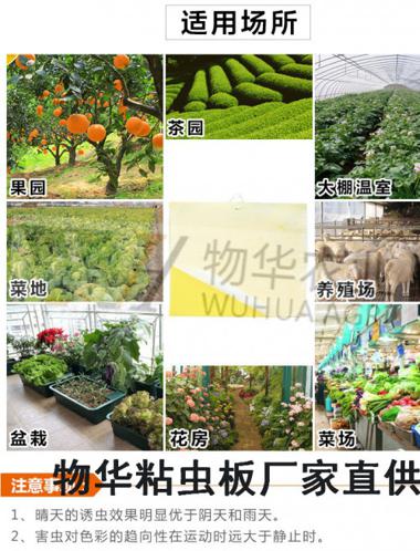 黃色粘蟲板圖片/黃色粘蟲板樣板圖 (2)