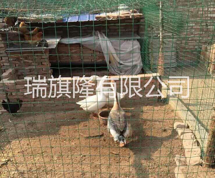 荷蘭網(wǎng)圖片/荷蘭網(wǎng)樣板圖 (1)