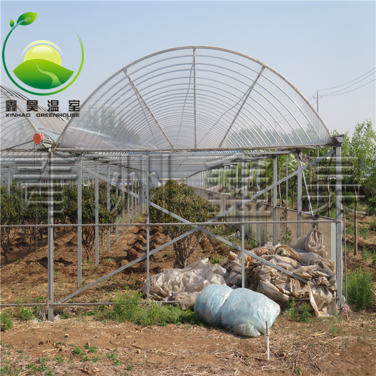 牡丹花卉圖片/牡丹花卉樣板圖 (2)