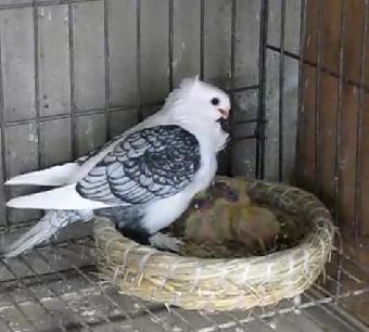 有幾種顏色圖片/有幾種顏色樣板圖 (1)