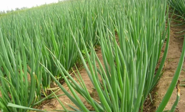 大蔥肥料-高產(chǎn)肥料-碧格圖片