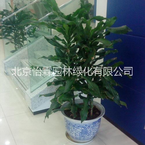 北京花卉租賃圖片/北京花卉租賃樣板圖 (4)