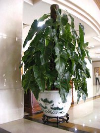 北京花卉租賃圖片/北京花卉租賃樣板圖 (2)