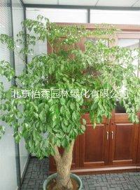 北京花卉圖片/北京花卉樣板圖 (2)