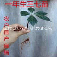 云南文山三七 基地直發(fā)保證鮮活