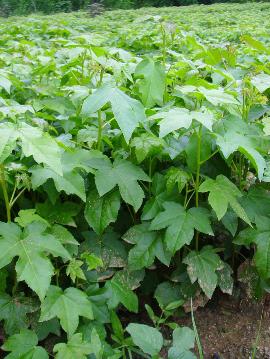 楓香小苗圖片/楓香小苗樣板圖 (3)