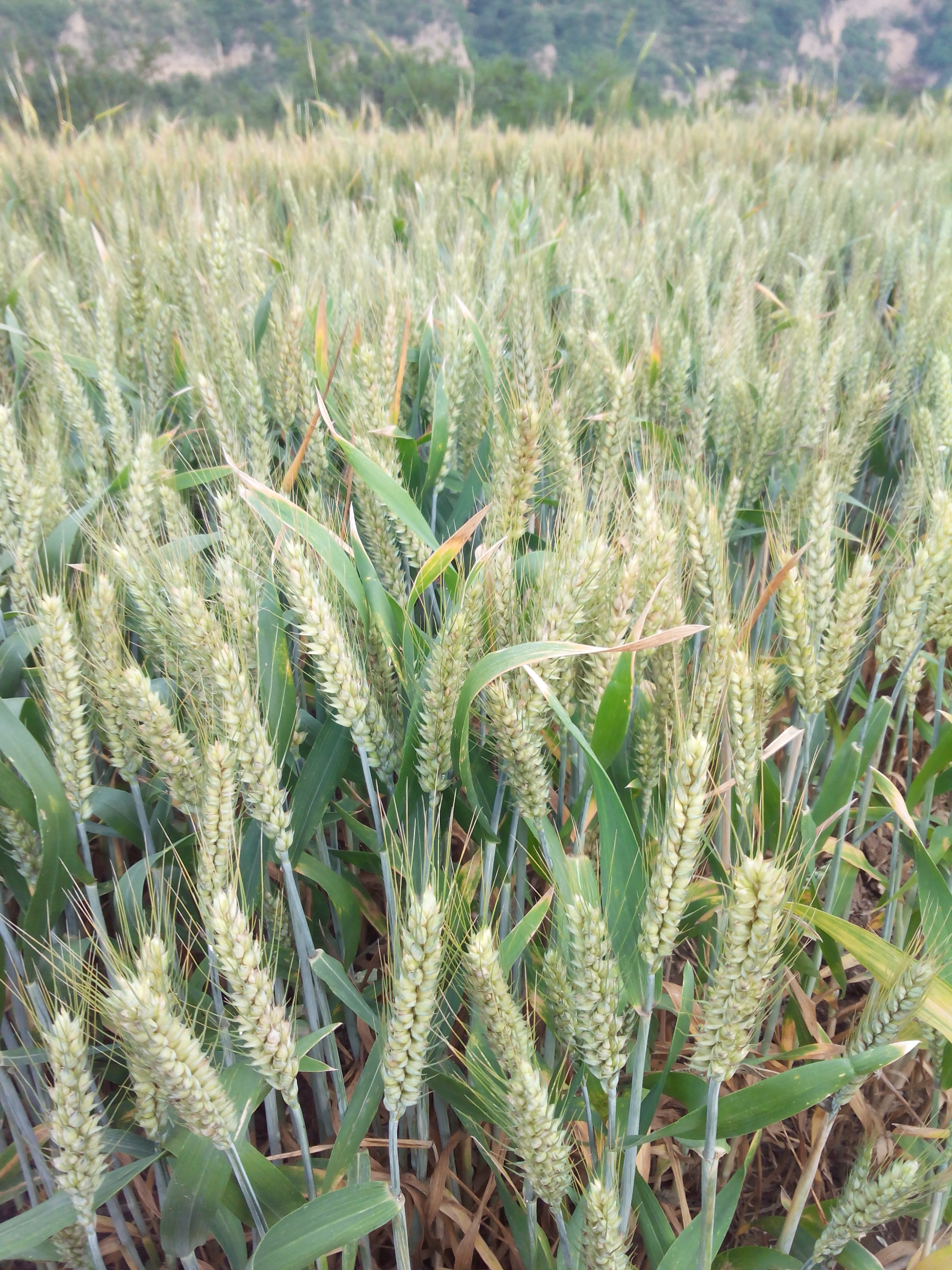 小麥圖片/小麥樣板圖 (4)