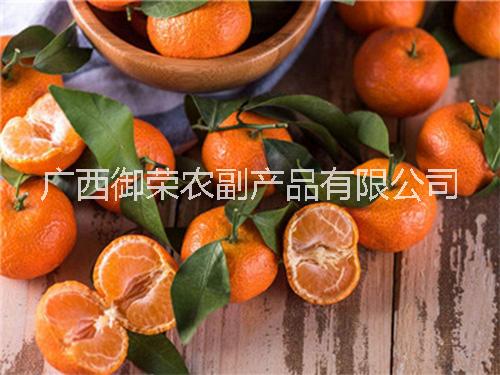 山東砂糖桔批發(fā),供應(yīng)，零售圖片