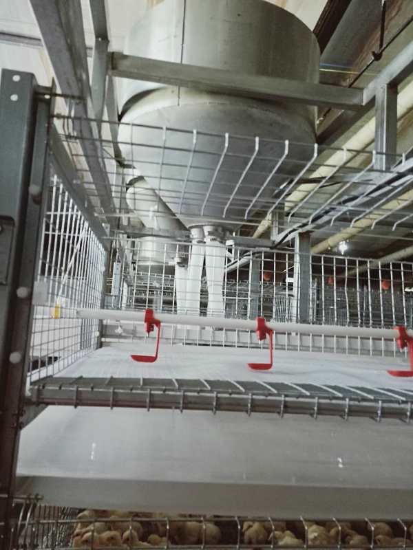 肉雞圖片/肉雞樣板圖 (2)