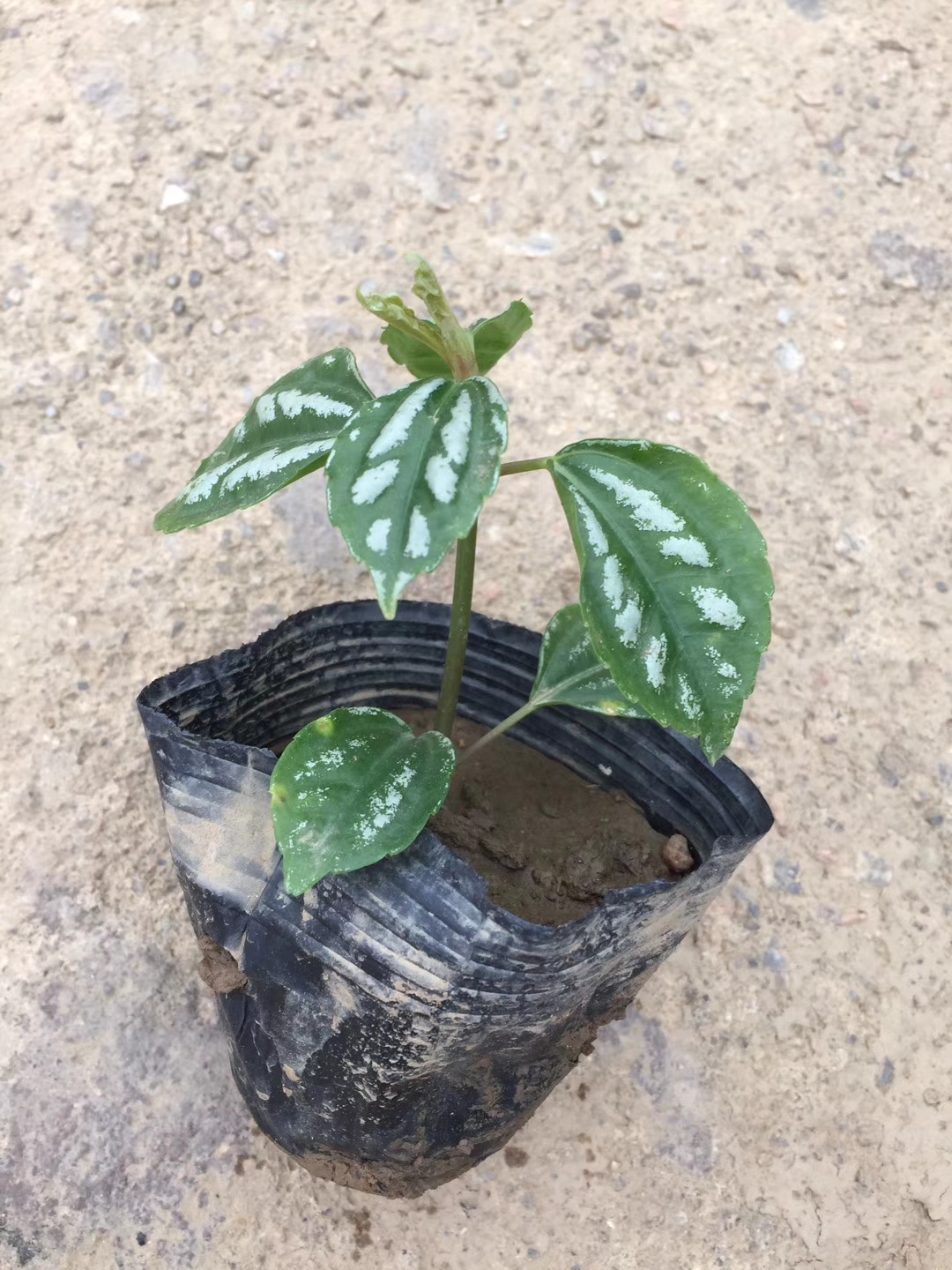 園林綠化景觀圖片/園林綠化景觀樣板圖 (2)