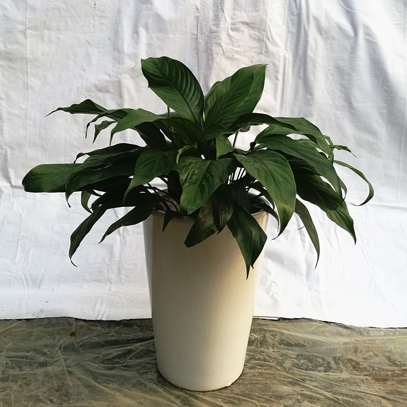 植物租賃圖片/植物租賃樣板圖 (3)