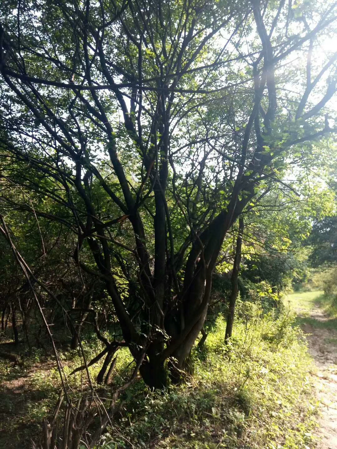 茶條槭圖片/茶條槭樣板圖 (4)