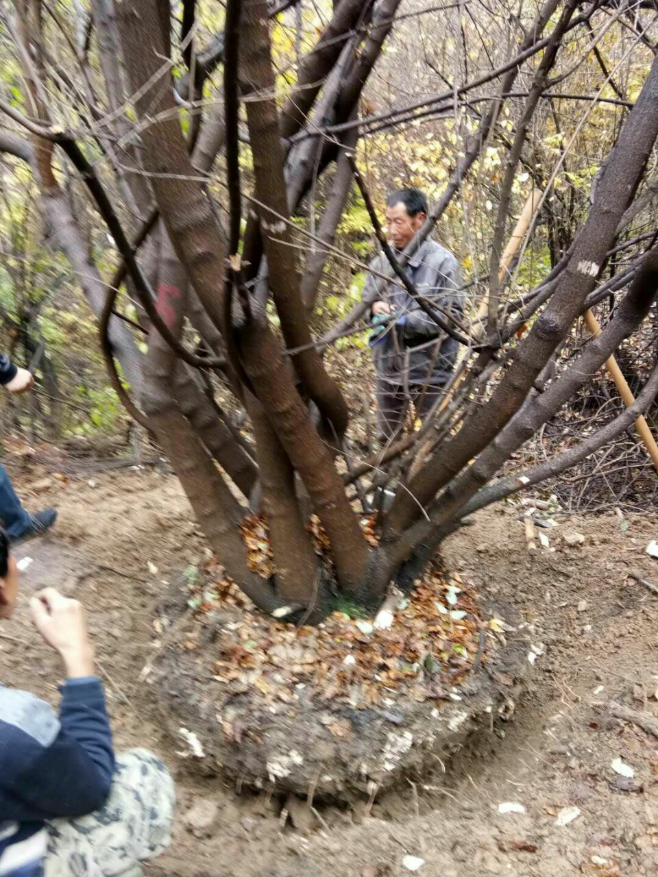 茶條槭圖片/茶條槭樣板圖 (1)