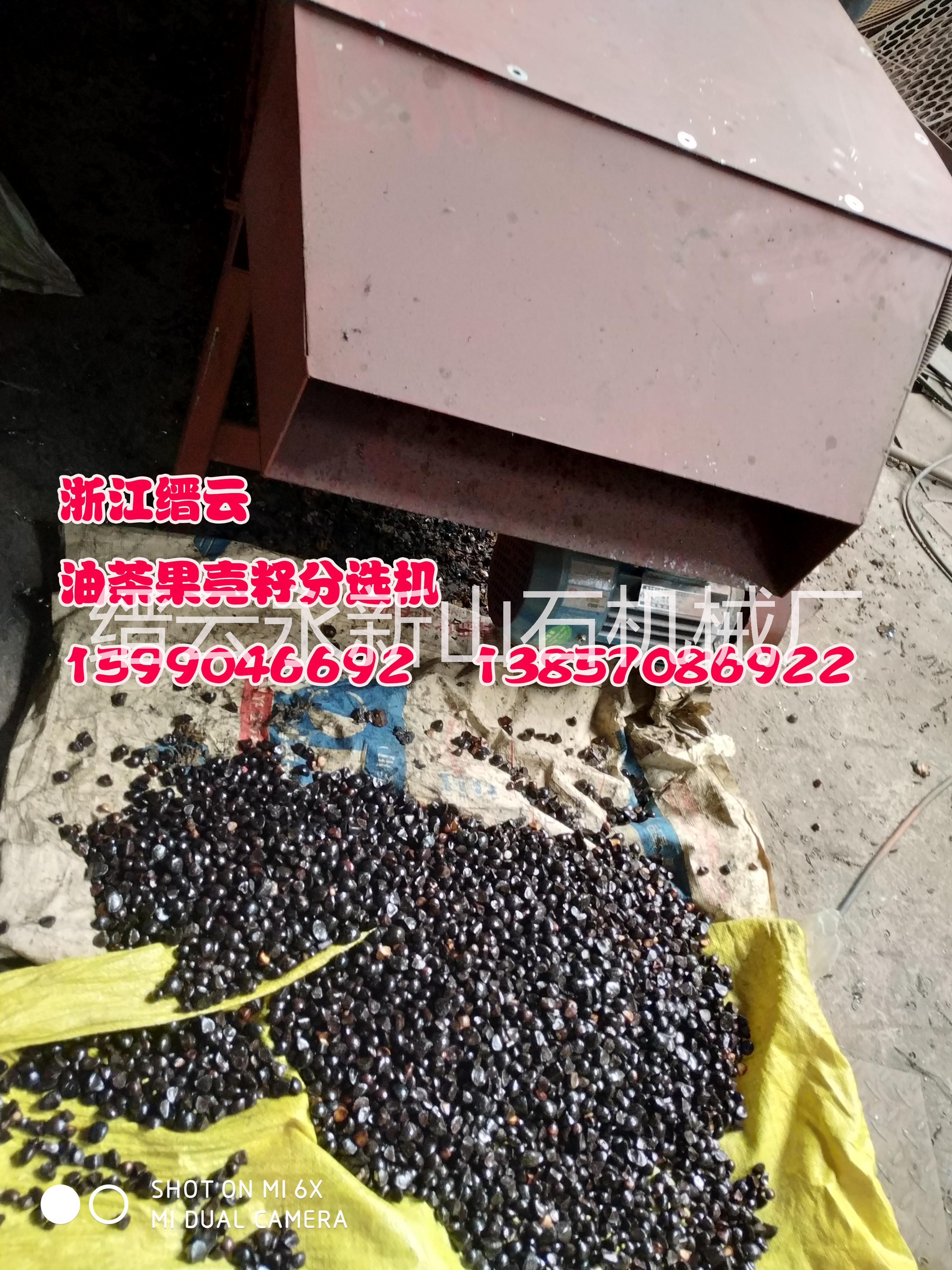 油茶圖片/油茶樣板圖 (4)