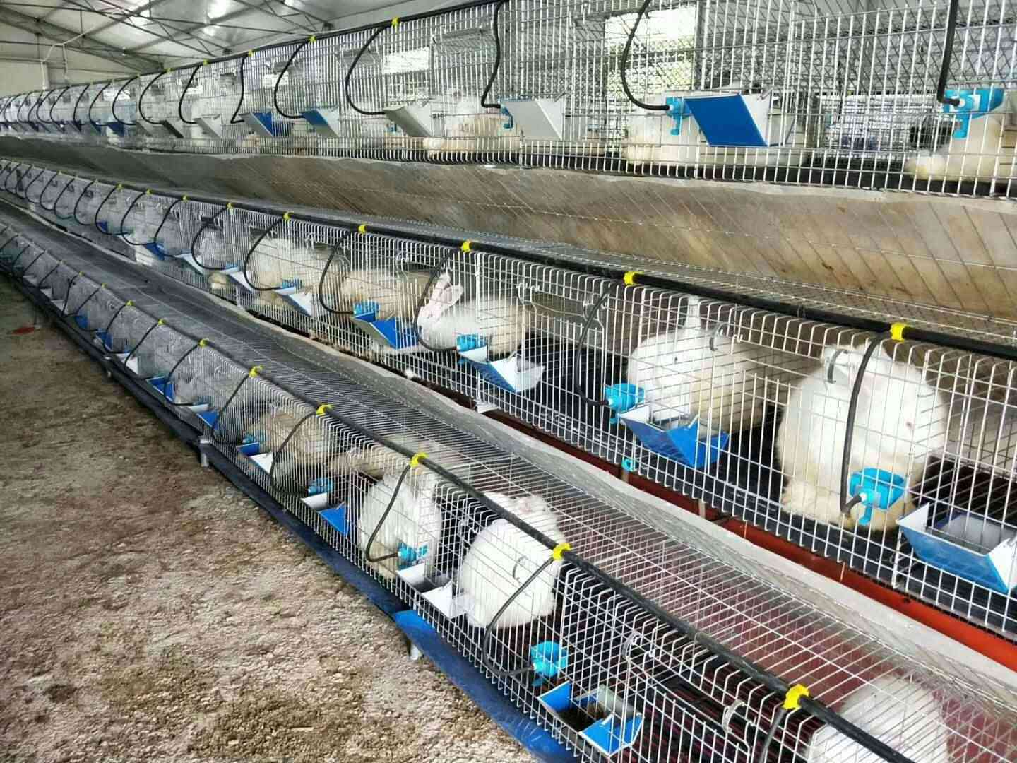 階梯式兔籠
