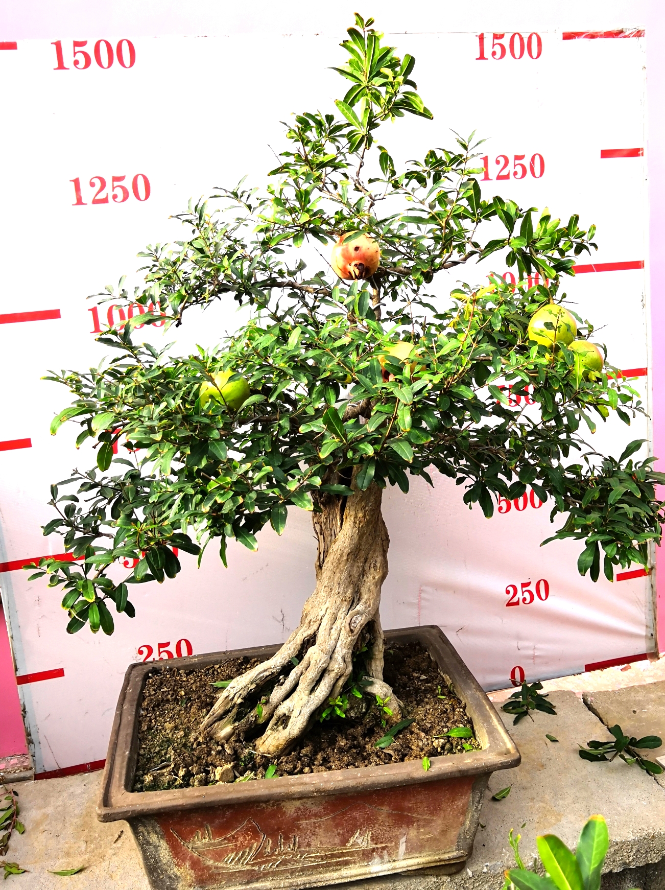 棗莊石榴盆景批發(fā)零售